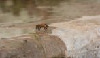 Api "assetate" per il caldo si radunano su un fontanile in Abruzzo per raccogliere acqua