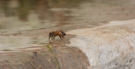Api "assetate" per il caldo si radunano su un fontanile in Abruzzo per raccogliere acqua