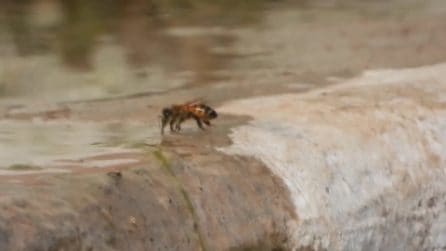 Api "assetate" per il caldo si radunano su un fontanile in Abruzzo per raccogliere acqua