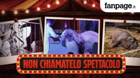 Abusi, privazioni e violenze sugli animali: ci siamo infiltrati nello “spettacolo” dei circhi