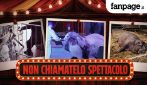 Abusi, privazioni e violenze sugli animali: ci siamo infiltrati nello “spettacolo” dei circhi