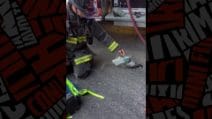 Piccione rianimato con maschera ossigeno