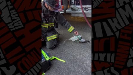 Piccione rianimato con maschera ossigeno