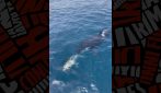 Orca "offre" un tonno ai ricercatori