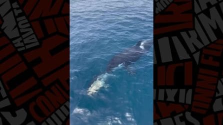 Orca "offre" un tonno ai ricercatori