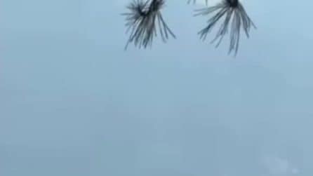 Il video dell’incidente tra due elicotteri antincendio in Grecia: prendono fuoco in volo