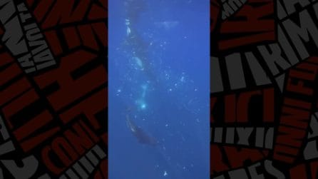 Orche colpiscono e fanno "esplodere" i pesci luna in mille pezzi