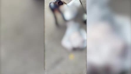 Chiazza di sangue sotto la testa di Fakir poco dopo la morte, il video 