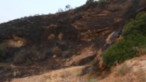 Rondone cafro salvato dagli incendi in Calabria