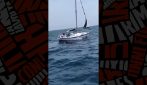 Orche interagiscono con barche a vela in Galizia
