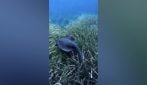 In Cilento avvistato il pesce trigone viola, l'Istituto Zooprofilattico: "La puntura provoca emorragie"