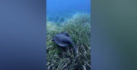 In Cilento avvistato il pesce trigone viola, l'Istituto Zooprofilattico: "La puntura provoca emorragie"
