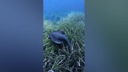 In Cilento avvistato il pesce trigone viola, l'Istituto Zooprofilattico: "La puntura provoca emorragie"
