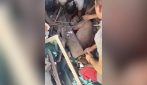 Il video del neonato e della madre estratti vivi dalle macerie dopo il terremoto in Colombia