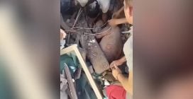 Il video del neonato e della madre estratti vivi dalle macerie dopo il terremoto in Colombia