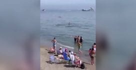 Tonno gigante sorprende i bagnanti su una spiaggia di Marbella