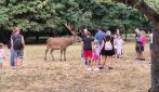 Cervi presi d'assalto dai turisti a Scanno, in Abruzzo