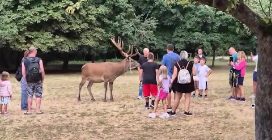 Cervi presi d'assalto dai turisti a Scanno, in Abruzzo