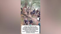 Orango salvato durante gli Incendi in Indonesia