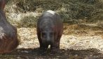 Il cucciolo di ippopotamo e sua madre Camilla
