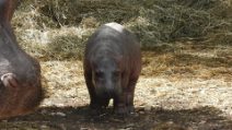 Il cucciolo di ippopotamo e sua madre Camilla