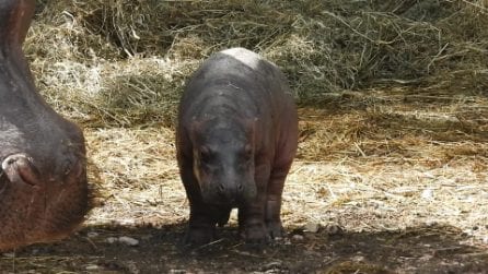 Il cucciolo di ippopotamo e sua madre Camilla