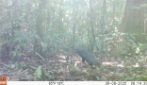 Il primo verso dell'atelocino, il "cane fantasma" dell'Amazzonia