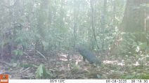 Il primo verso dell'atelocino, il "cane fantasma" dell'Amazzonia