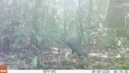 Il primo verso dell'atelocino, il "cane fantasma" dell'Amazzonia