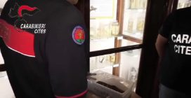 Serpente a bordo di un volo Lampedusa-Palermo, il rettile recuperato dai Carabinieri: il video