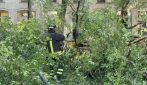 Albero cade in piazza Risorgimento a Milano, tre persone contuse