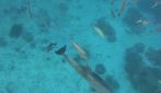 Bubbles costringe i pesce a vomitare e poi ruba il loro cibo