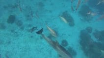 Bubbles costringe i pesce a vomitare e poi ruba il loro cibo