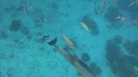 Bubbles costringe i pesce a vomitare e poi ruba il loro cibo