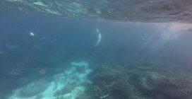 Bubbles inseguo un pesce e lo costringe a vomitare