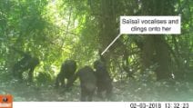 Scimpanzé insegnano ai più giovani come usare gli strumenti