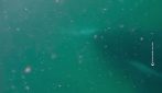 balene_australia