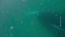 balene_australia
