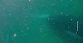 balene_australia