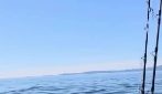 L'aquila testabianca salvata dai pescatori in Alaska