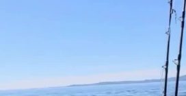 L'aquila testabianca salvata dai pescatori in Alaska