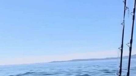 L'aquila testabianca salvata dai pescatori in Alaska