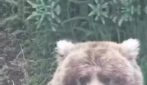 Backpack, l'orso grasso che ha vinto la Fat Bear Week