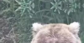 Backpack, l'orso grasso che ha vinto la Fat Bear Week