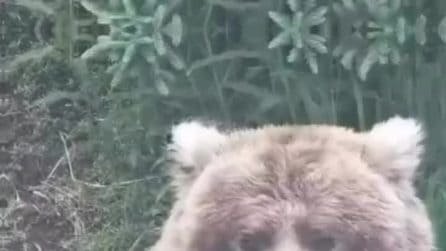 Backpack, l'orso grasso che ha vinto la Fat Bear Week