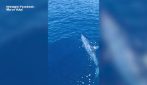 Squalo mako pescato a Livorno