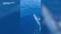 Squalo mako pescato a Livorno
