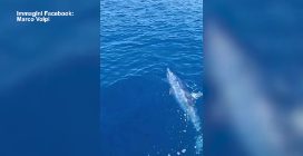 Squalo mako pescato a Livorno