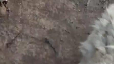 WhatsApp Video 2026-10-02 at 22.00.38