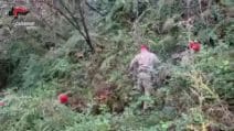 Bidoni pieni di droga sotterrati nel terreno: 74 chili di marijuana sequestrati sui Monti Lattari